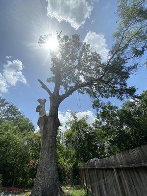 Tree removing