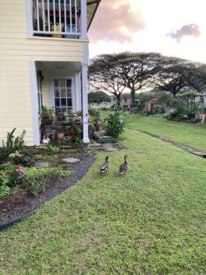 Some non-human residents enjoying the garden as well