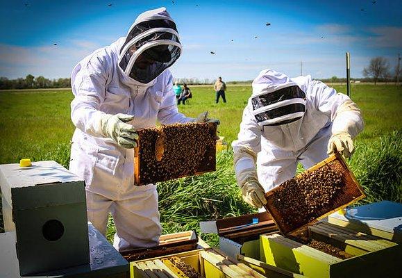 Our youth checking the bee hives.