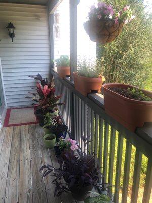 Plants located at the front entrance.