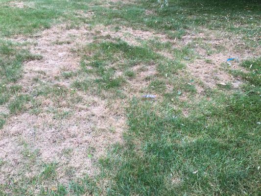 This is my lawn and I hold Bethany Mountain Lawn care responsible for it.