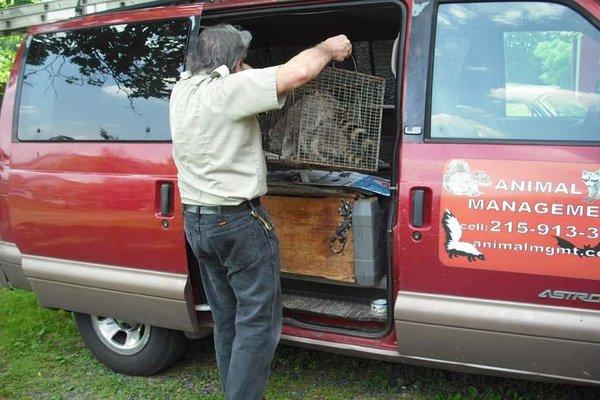 Raccoon capture by Animal Management