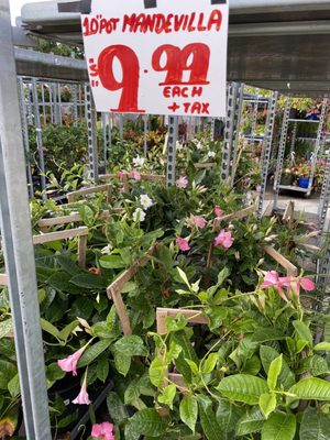 Mandevilla sale at end of July 2022