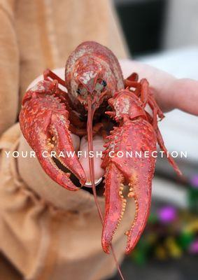 YOUR Crawfish Connection