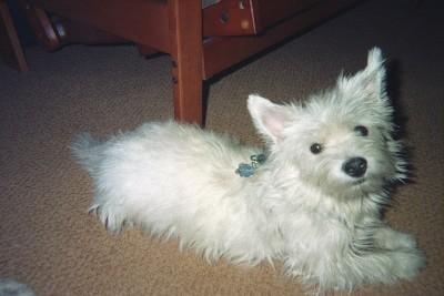 Conceited? No, I'm just a Westie!