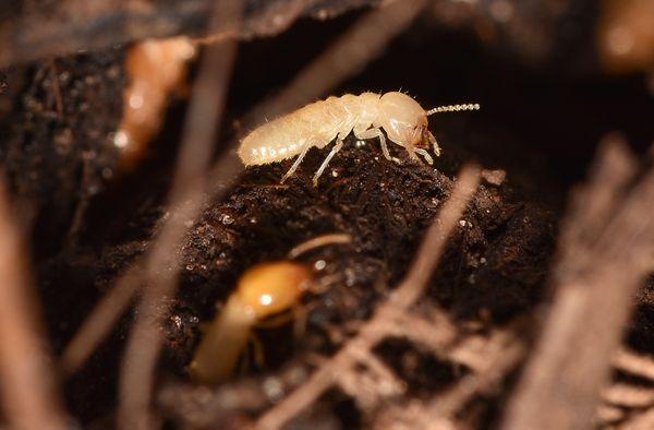 Subterranean termite worker and soldier.