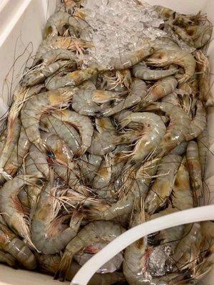 Fresh SHRIMP