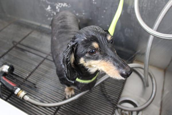 Gallagher getting his first mobile grooming experience!