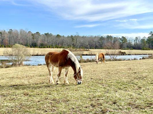 We provide plenty of space for rescue animals, Jingles and Violet love all the space they have to roam.