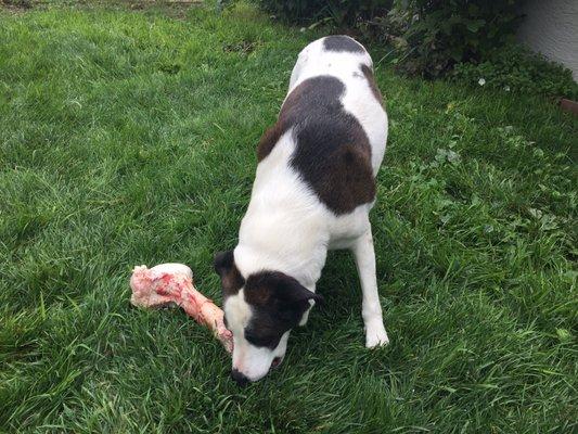 Biscuit in her dinosaur bone!