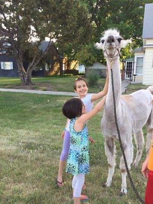 We met llamas out for a walk near the Gander Inn