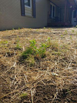 Weeds growing in place of grass because the weeds were not removed or killed under before applying topsoil 0