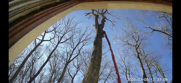 Bob's tree service lift to access and cut tree branches.