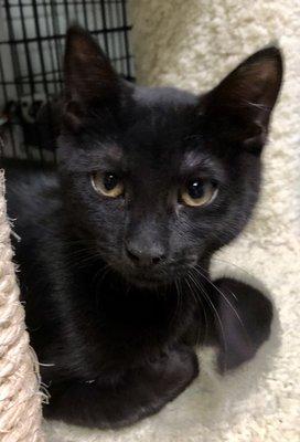 Basil is a kitten looking for a home .