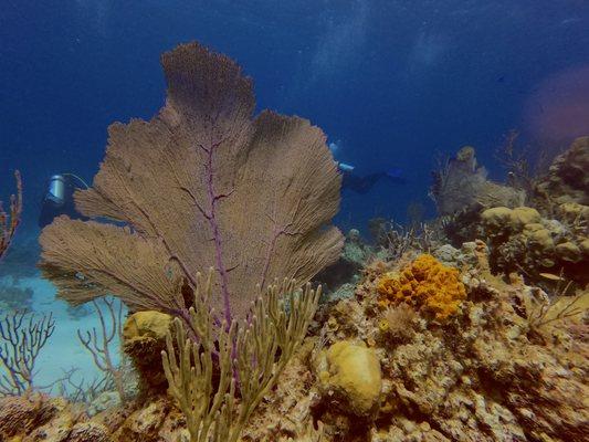 Portsmouth SCUBA