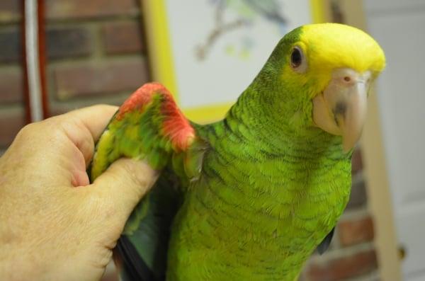 Colorful MAgna Double Yellow Head Amazons