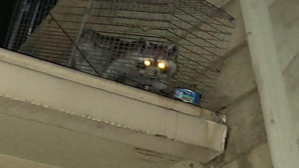 Raccoon caught on a roof going into the attic from behind the chimney