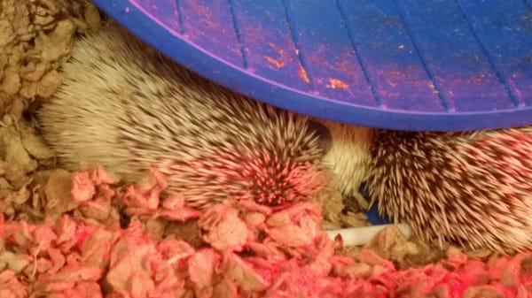 Sleepy hedgies