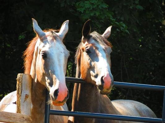 Greyhaven Sport Horses