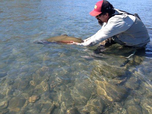 Release of wild Steelhead - Hoh River