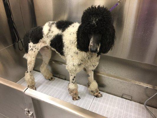 In the tub ready to get fluffed!