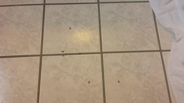 The black spots are all dead ants that were on our bathroom floor. We would have at least 7 or 8 every morning and night.