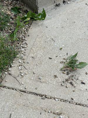 Many rocks on sidewalk