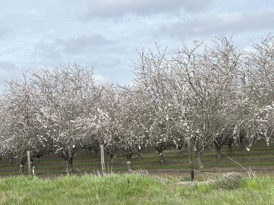 City of Chowchilla