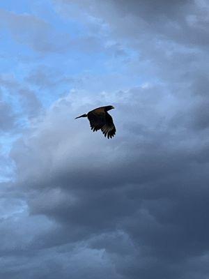 Bird in flight