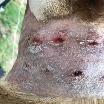 Holes in Wilson's neck from prong collar.