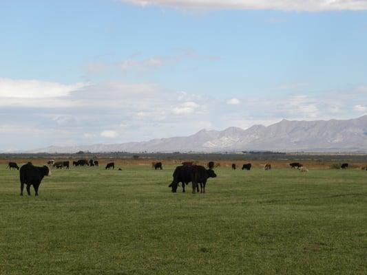 Starbar Farm & Ranch