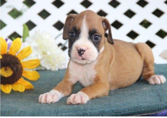 Grace Home Boxer Puppies