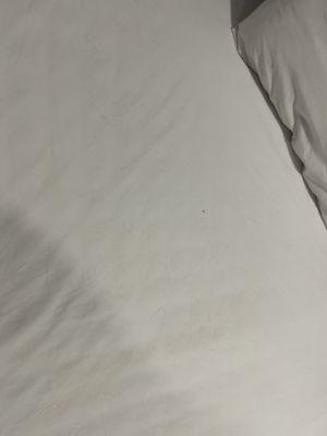 Bugs and fleas in the sheets