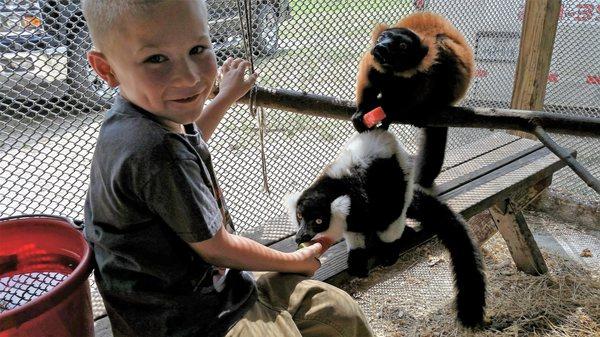 black and white and red ruff lemurs-  available as special additions to the zoo