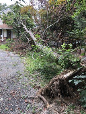 Tree fallen over the roof