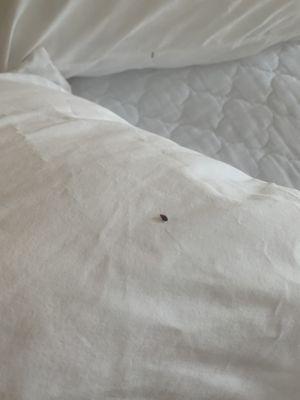 Bed bug