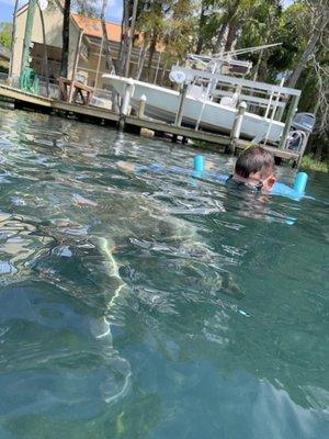 Manatee coming up for a breath