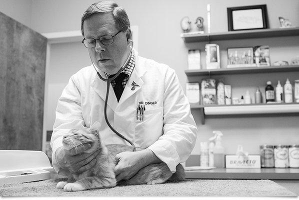 Dr. Dinges performing a physical exam on a feline guest