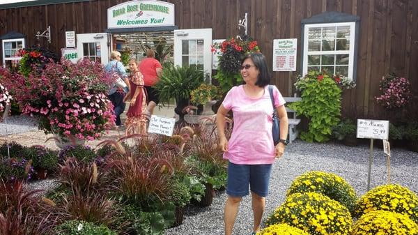 30 Aug2014 - Briar Rose Greenhouse is outstanding.  The Fall Mums are so big.