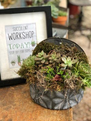 We do succulent workshops too!