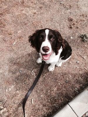 My sweet puppy loves the puppy class!!