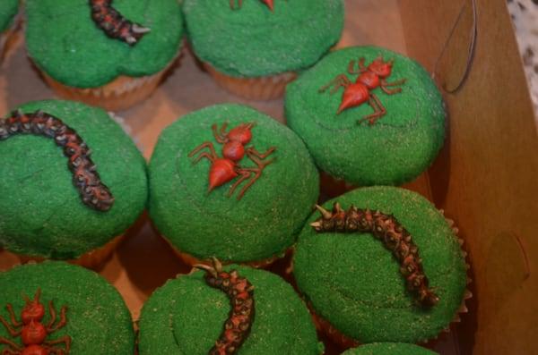 Bug themed cupcakes for birthday party at the Insectarium