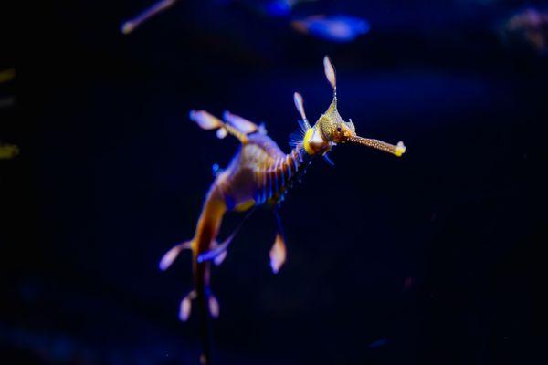 Weedy Seadragon