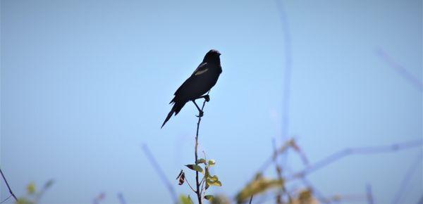 Hi ho the carrion crow