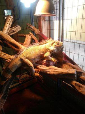 Mr Artemis the iguana