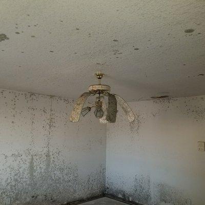 Mold damage effects all homes