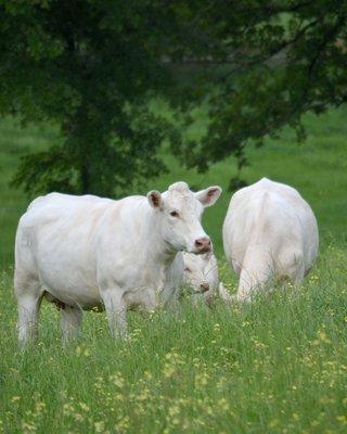 Rogers Bar HR Charolais Cows