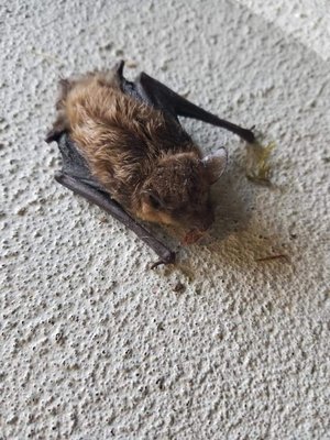 This is the dying bat that fell in front of me!