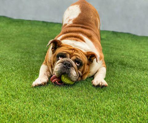 Pet Friendly Artificial Turf