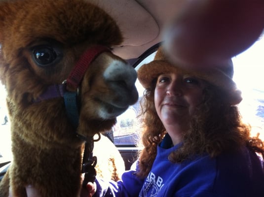 DEBRA( me) holding SAMSON (alpaca) on my lap in the front seat of truck.